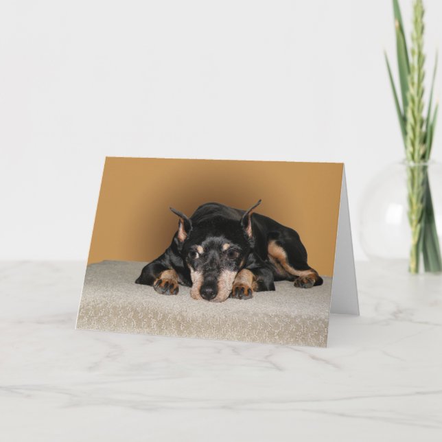 Tarjeta Pin del minuto del Pinscher miniatura aka (Anverso)