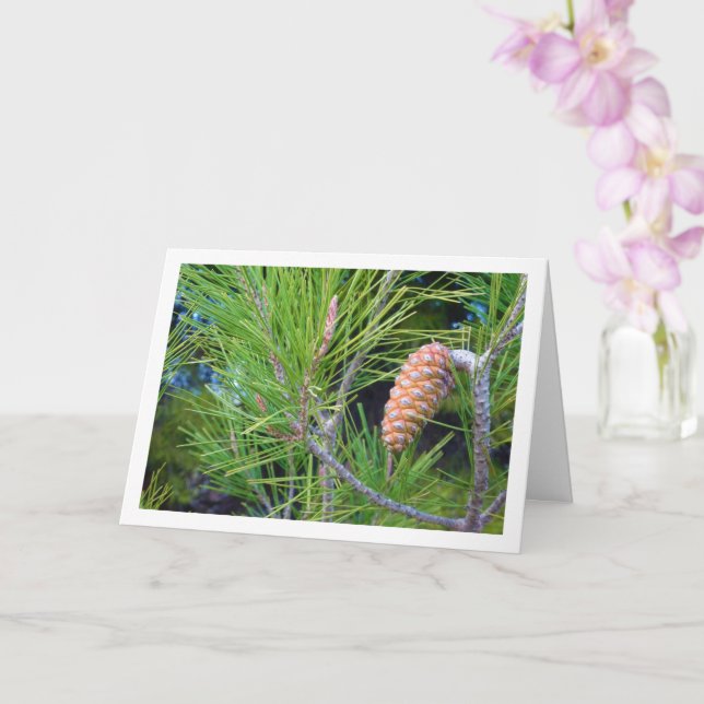 Tarjeta Piña de conífera en pino (Orquídea)