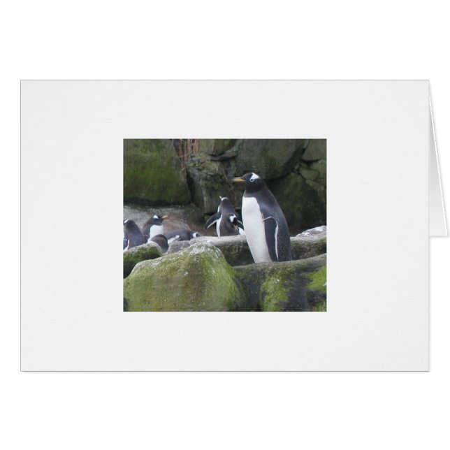 Tarjeta pingüina en blanco (Anverso (Horizontal))