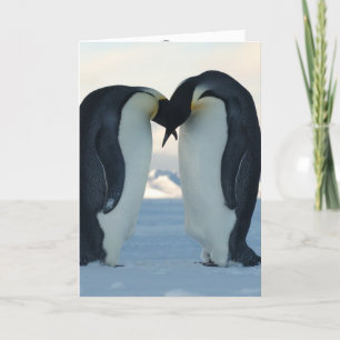 Tarjeta Pingüino