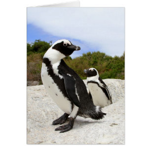 Tarjeta pingüino africana