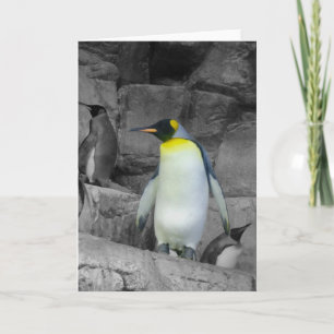 Tarjeta Pingüino de emperador