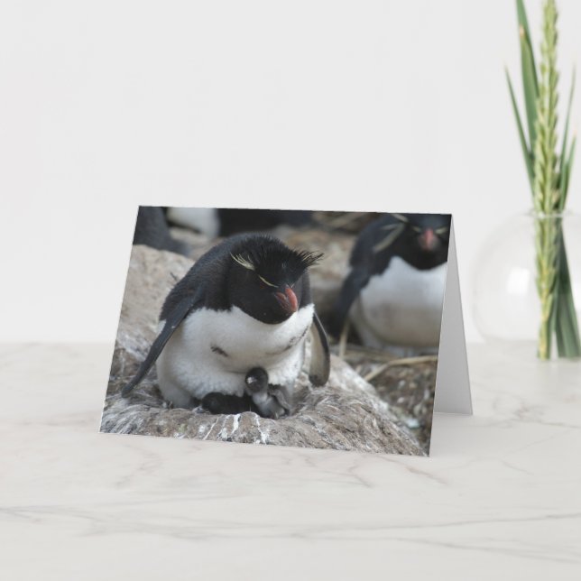 Tarjeta Pingüino de Rockhopper con los polluelos (Anverso)