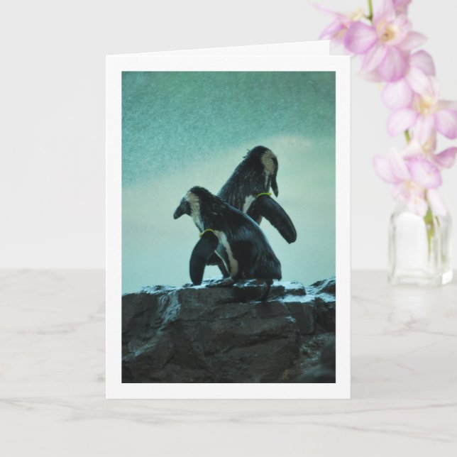Tarjeta Pingüinos en la roca (Orquídea)