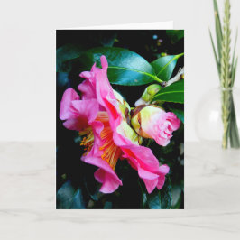 Tarjeta "Pink Camellias." Greeting Card