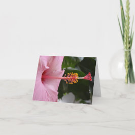 Tarjeta Pink Hibiscus Notecard