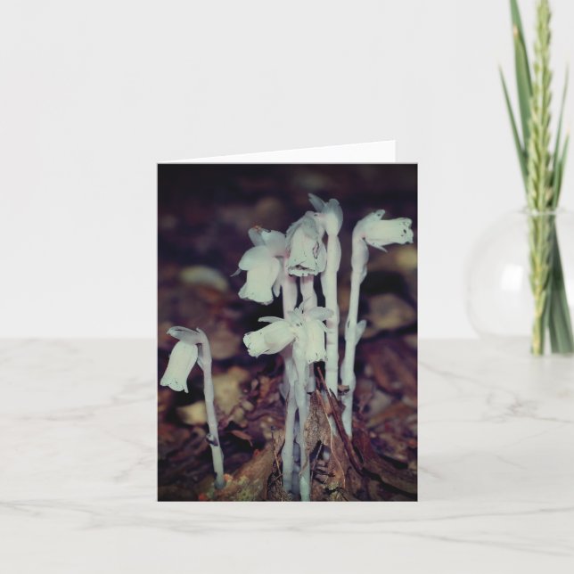 Tarjeta Pink Indian Pipe Wildflowers Nature Note (Anverso)