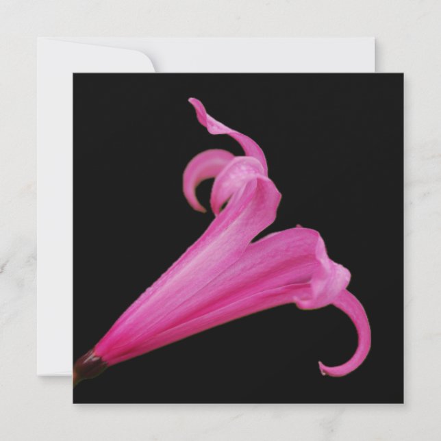 Tarjeta Pink Nerine Flower Card (Anverso)