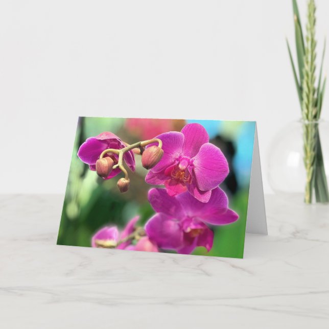 Tarjeta Pink orchids  (Anverso)