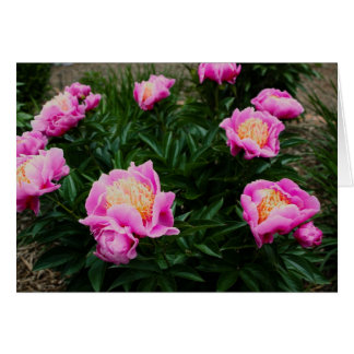 TARJETA PINK PEONY