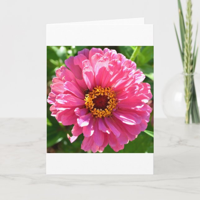 Tarjeta Pink Zinnia (Anverso)