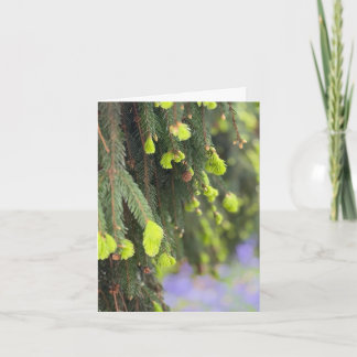 Tarjeta Pino Árbol de Navidad Verde Nieve Invierno