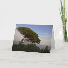 Tarjeta Pino Piñonero de la Costa de Amalfi, Italia -