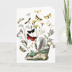 Tarjeta Pintura de Ilustracion de mariposas de época