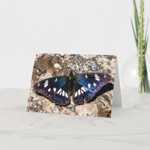 Tarjeta Pintura de mariposa azul del almirante blanco del