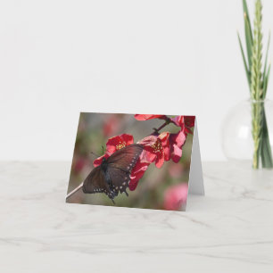 Tarjeta Pipevine Swallowtail Card