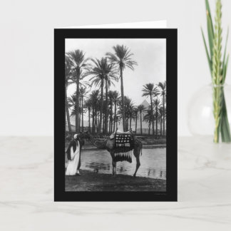 Tarjeta Pirámide Oasis View 1902