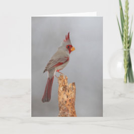 Tarjeta Pirorruloxia en una rama