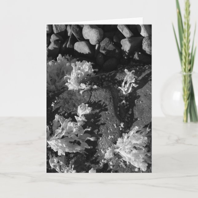 Tarjeta Piscina principal de mareas (Anverso)