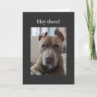 Pit Bull Hola