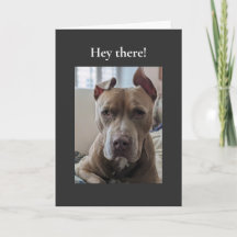 Pit Bull Hola