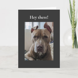 Tarjeta Pit Bull Hola