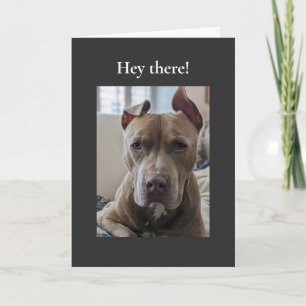 Tarjeta Pit Bull Hola