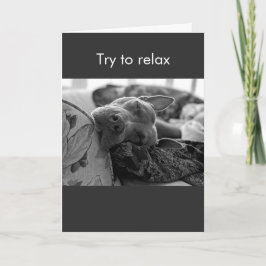 Tarjeta Pit Bull trata de relajarse