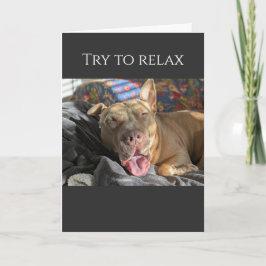 Tarjeta Pit Bull trata de relajarse para recuperarse