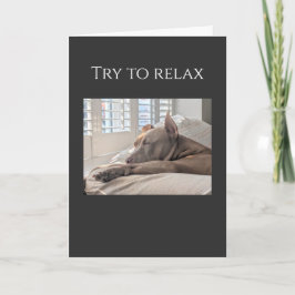 Tarjeta Pit Bull trata de relajarse, recupérate