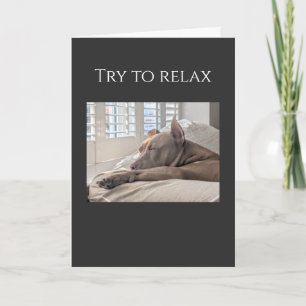 Tarjeta Pit Bull trata de relajarse, recupérate
