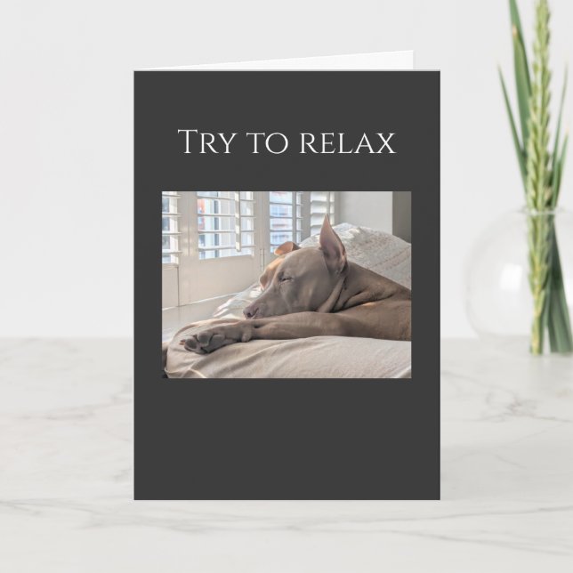 Tarjeta Pit Bull trata de relajarse, recupérate (Anverso)