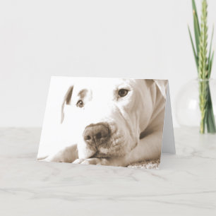 Tarjeta pitbull blanco amistoso soñoliento odiar hecho no 