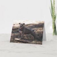 Pitbull con Skateboard se atreve a obtener una bue