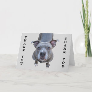 Tarjeta Pitbull Gracias