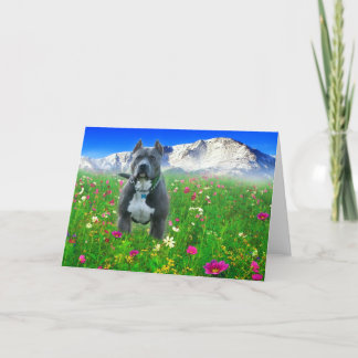 Tarjeta Pitbull Terrier americano azul, pico de los lucios