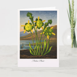 Tarjeta Pitcher Plant — Modern Botanical Reinterpretation