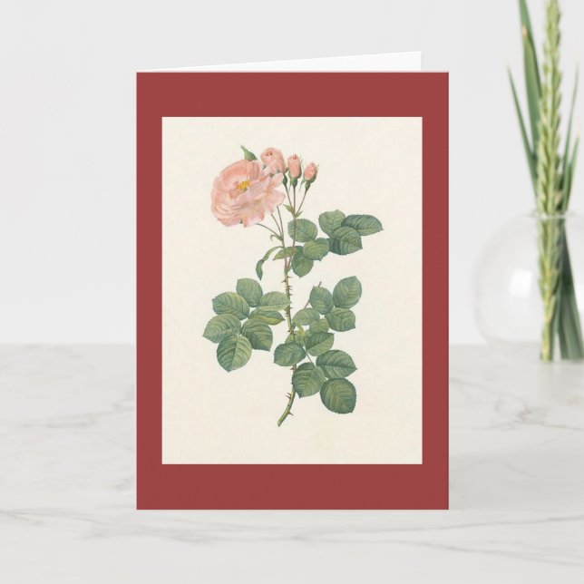 Tarjeta PJ Redoute - aurora del damascena de Rosa (Anverso)