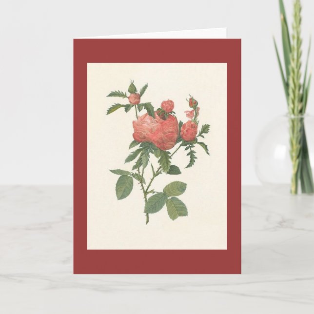 Tarjeta PJ Redoute - foliacea del prolifera del centifolia (Anverso)