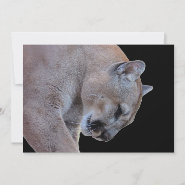 Tarjeta plana Cougar / Florida Panther / Puma (Anverso)