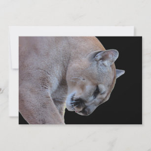 Tarjeta plana Cougar / Florida Panther / Puma