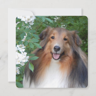 tarjeta plana de agradecimiento con Sheltie