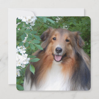 tarjeta plana de agradecimiento con Sheltie