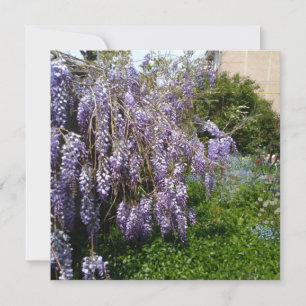 Tarjeta plana de agradecimiento Wisteria Violeta V
