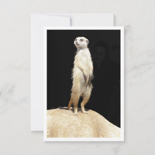Tarjeta plana de felicitación - Amor de suricata