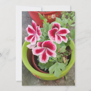 Tarjeta plana de flor de pelargonio de Fareham