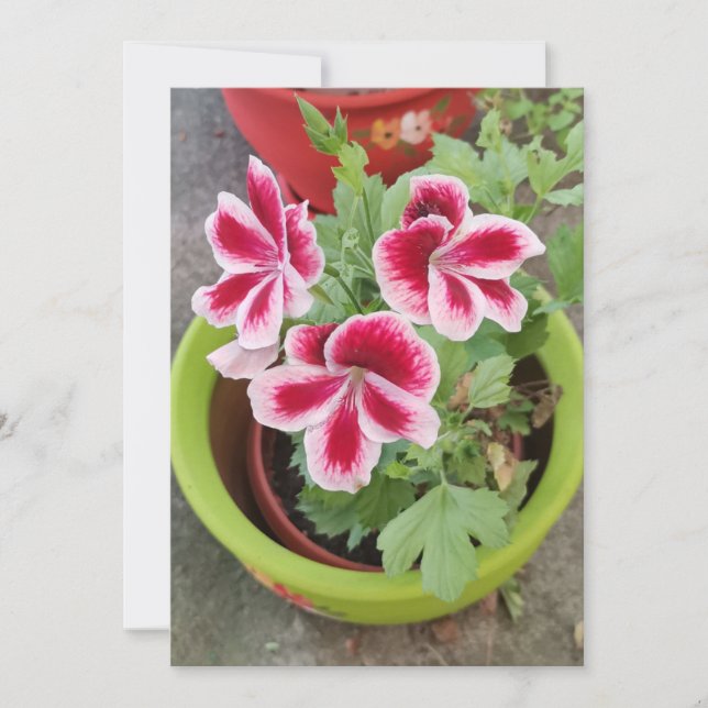 Tarjeta plana de flor de pelargonio de Fareham (Anverso)