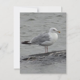 Tarjeta plana de gaviota grande