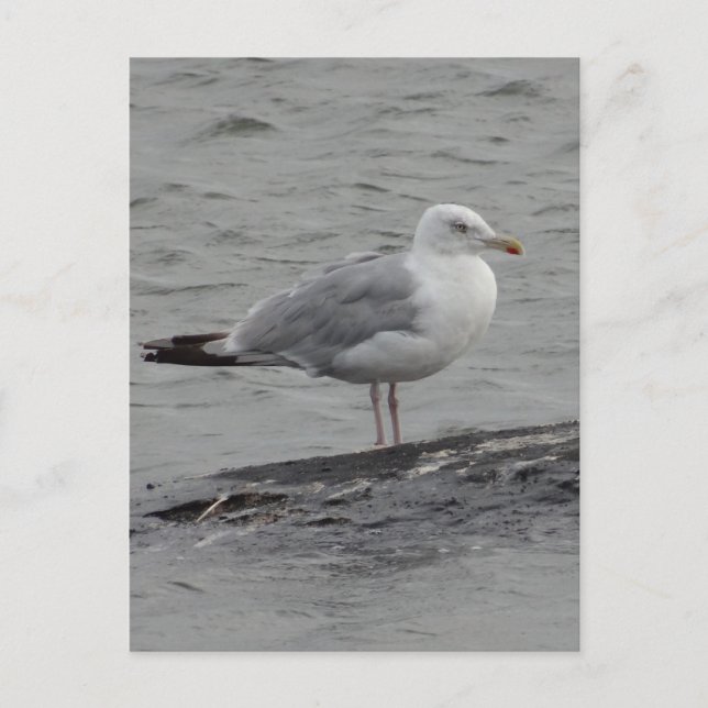 Tarjeta plana de gaviota grande (Anverso)