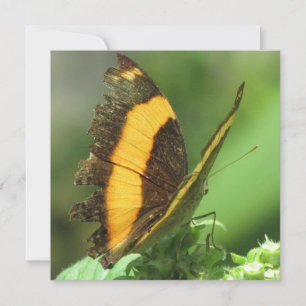 Tarjeta plana de mariposa tropical amarilla y negr